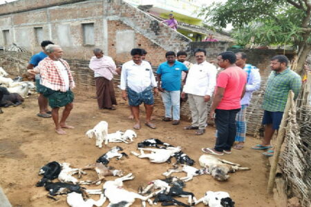 ଅଜଣା ଜନ୍ତୁ ଆତଙ୍କ